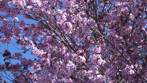 Cherry blossom 4K 25 Stock Footage 238430811