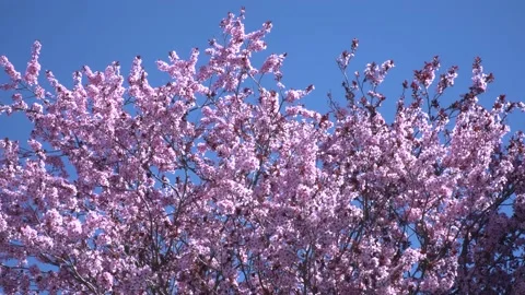 Cherry blossom 4K 26 Stock Footage 238430843