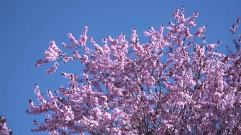 Cherry blossom 4K 27 Stock Footage 238430824