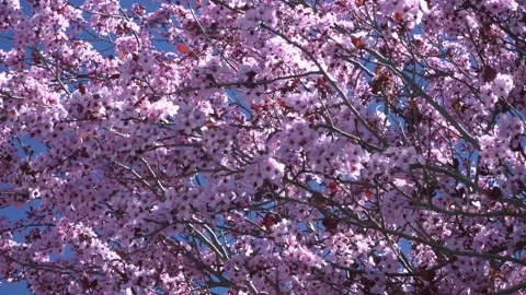 Cherry blossom 4K 28 Stock Footage 238430998