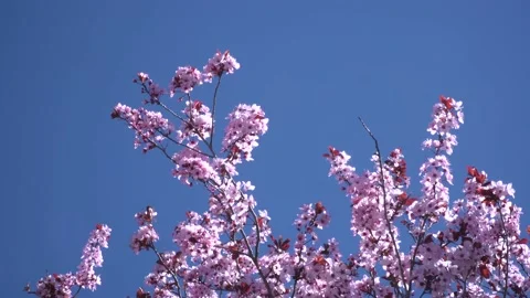 Cherry blossom 4K 29 Stock Footage 238431026