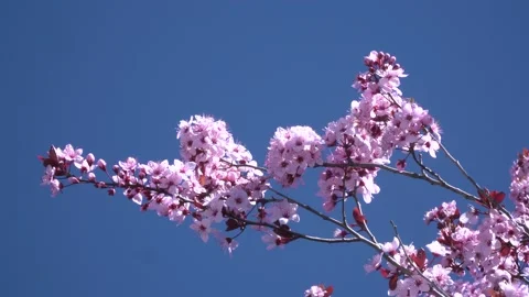 Cherry blossom 4K 30 Stock Footage 238431025