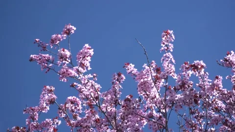 Cherry blossom 4K 31 Stock Footage 238431034