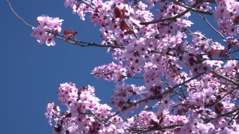 Cherry blossom 4K 32 Stock Footage 238431023