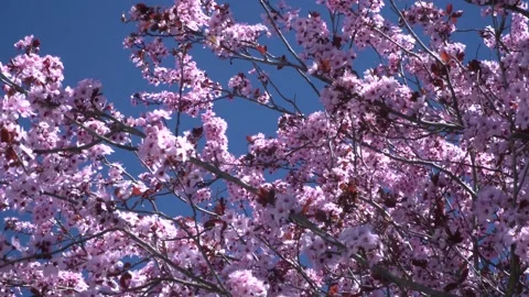 Cherry blossom 4K 33 Stock Footage 238431480