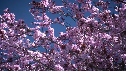 Cherry blossom 4K 34 Stock Footage 238431032