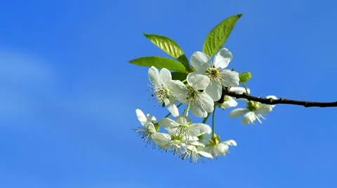 Cherry blossom 5 Stock Footage 10944447