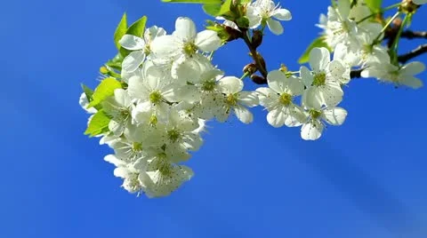 Cherry blossom 6 Stock Footage 10944592
