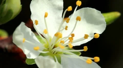 Cherry blossom 9 Video stock 10945344