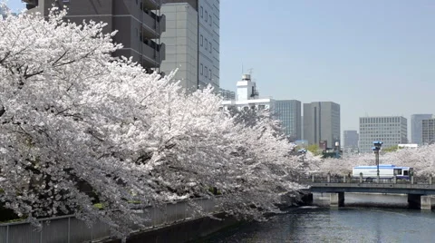 Cherry Blossom along river 動画素材 3980402