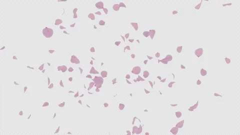 Cherry Blossom Alpha Explosion Stock Footage 320214929