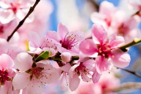 Cherry blossom and blue sky in spring Foto stock