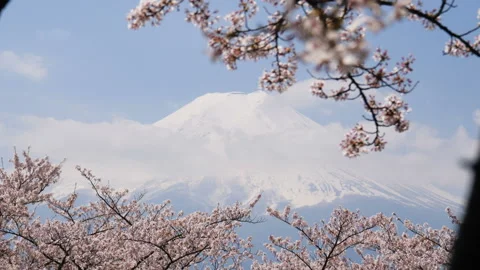 Cherry Blossom and Mount Fuji Stock Footage 236735053