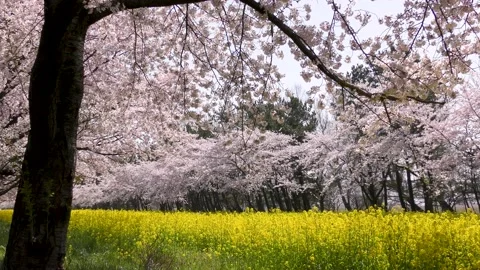 Cherry blossom and rape field Video stock 144907365