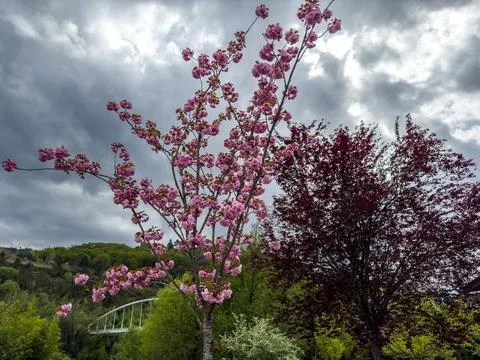 Cherry Blossom and Red Tree in Park Stock Photos