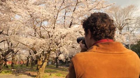 A cherry blossom and sakura photoshoot in Japan. Stock Footage