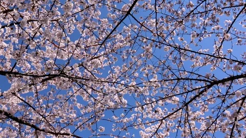 Cherry blossom and Skytree Tower in Sumida Park, Taito city, Tokyo, Japan Video stock 100867969