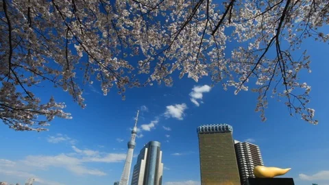 　Cherry blossom and Skytree Tower in Sumida Park, Tokyo, Japan Stock Footage 100868502