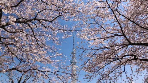 Cherry blossom and Skytree Tower in Sumida Park, Tokyo, Japan Video stock 100869013