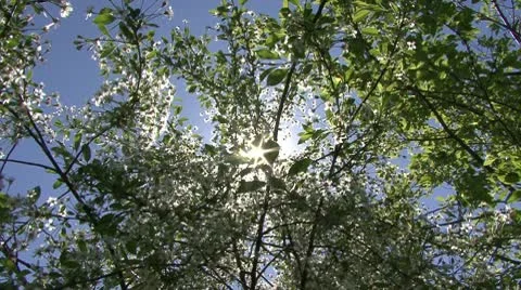 Cherry blossom  and the sun Stock Footage 10775502