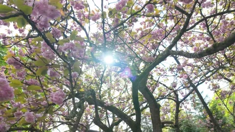 Cherry blossom and sunlight Video stock 313554443