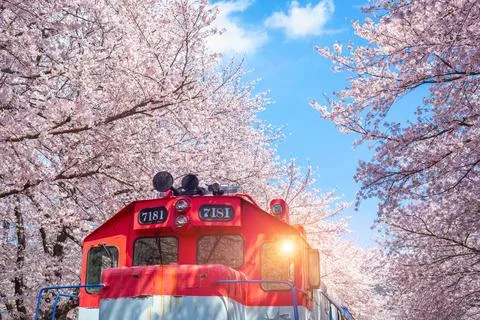 Cherry blossom and train in spring in Korea is the popular cherry blossom v.. Stock Photos
