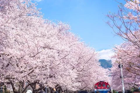 Cherry blossom and train in spring in Korea is the popular cherry blossom v.. Foto stock