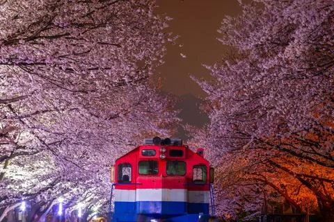 Cherry blossom and train in spring at night It is a popular cherry blossom .. Stock Photos