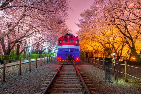 Cherry blossom and train in spring at night It is a popular cherry blossom .. Foto stock