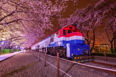 Cherry blossom and train in spring at night It is a popular cherry blossom .. Foto stock