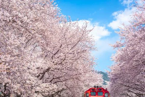 Cherry blossom and train in spring in Korea is the popular cherry blossom v.. Stock Photos