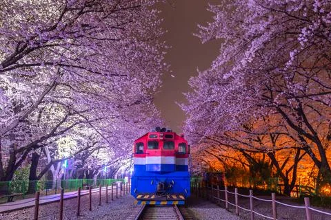 Cherry blossom and train in spring at night It is a popular cherry blossom .. Stock-Fotos