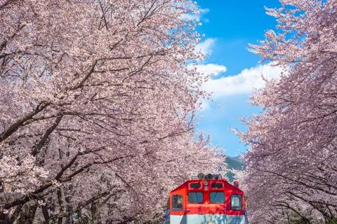 Cherry blossom and train in spring in Korea is the popular cherry blossom v.. Foto stock