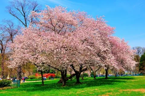 Cherry blossom and tree Stock Photos