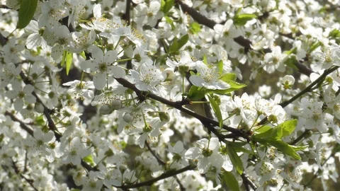 Cherry blossom in April. Cherry branches in the wind 4k Stock Footage 89970844
