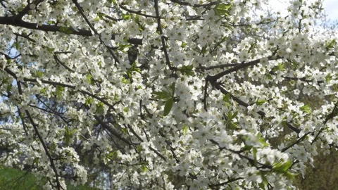 Cherry blossom in April. Cherry branches in the wind 4k Stock Footage 89970846