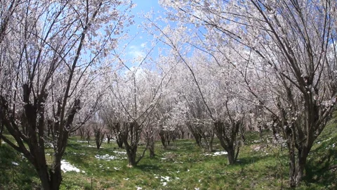 The Cherry Blossom Avenue and Rays of Sunlight 스톡 동영상 330169036