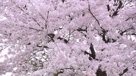 Cherry Blossom Avenue Vídeos de archivo 330620882