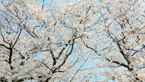 Cherry Blossom Avenue Stock-Footage 331980127