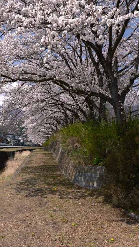 Cherry Blossom Avenue in Full Bloom (Vertical | Real Time | Static) Stock Footage 341378340