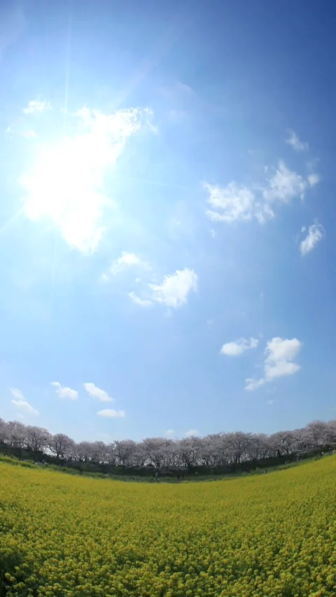 Cherry Blossom Avenue, Rapeseed Fields, Flowing Clouds, and the Sun Vídeo Stock 330173576