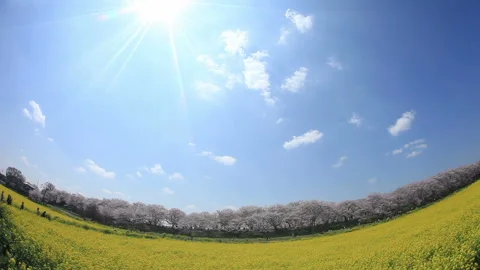 Cherry Blossom Avenue, Rapeseed Fields, Flowing Clouds, and the Sun Stock-Footage 330173600