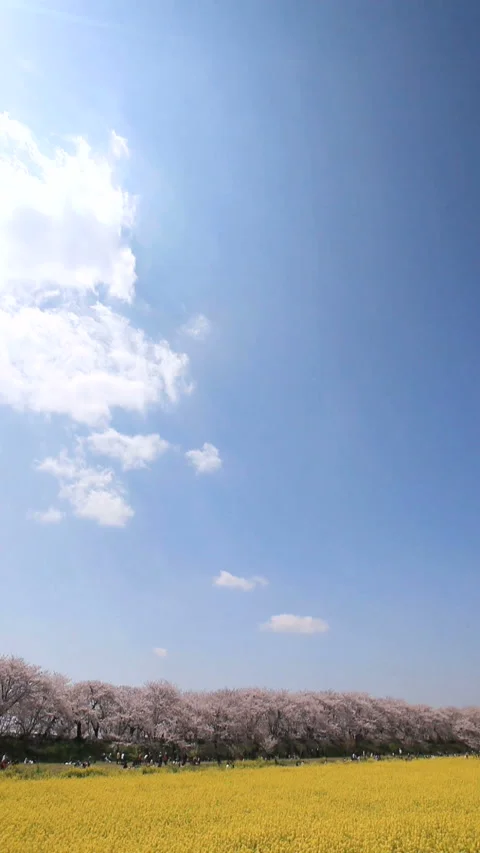 Cherry Blossom Avenue, Rapeseed Fields, and Rays of Sunlight Vídeo Stock 330173905