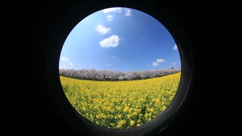Cherry Blossom Avenue, Rapeseed Fields, and Rays of Sunlight 스톡 동영상 330174184