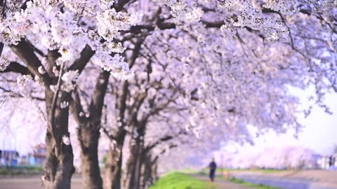 Cherry Blossom Avenue in the Wind Stockbeeldmateriaal 330612772