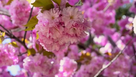 Cherry blossom in the background blue sky, Cherry blossom tree, Pink sakura, Bea 스톡 동영상 187099746