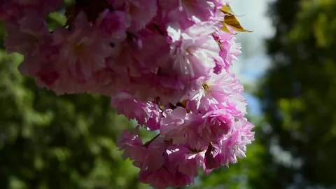 Cherry blossom in the background blue sky, Cherry blossom tree, Pink sakura, Bea 库存影片 187099756