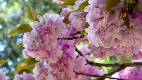 Cherry blossom in the background blue sky, Cherry blossom tree, Pink sakura, Bea Stock Footage 187100038
