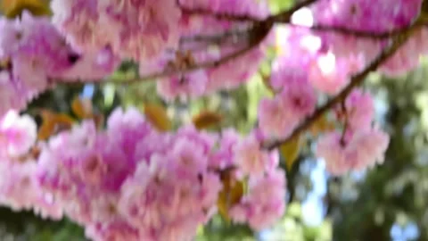 Cherry blossom in the background blue sky, Cherry blossom tree, Pink sakura, Bea 스톡 동영상 187100116