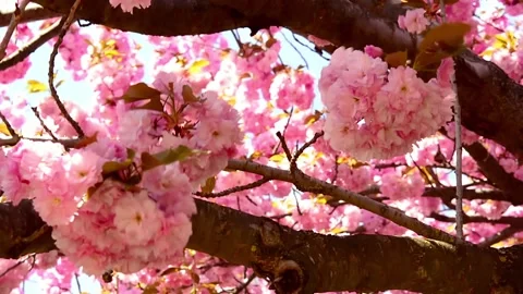 Cherry blossom in the background blue sky, Cherry blossom tree, Pink sakura, Bea Video stock 187100545